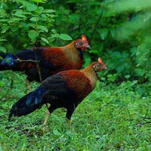 Yala National Park